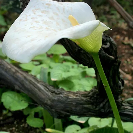 Apartman By The Sea Medvinjak, - 4439 *