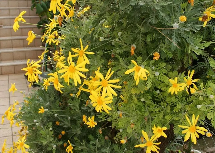 By The Sea Medvinjak, - 4439 Lejlighed *